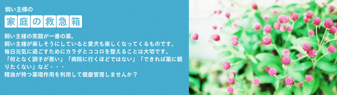 ハーブ花
