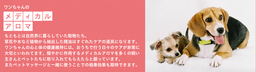 ビーグルとヨークシャーテリア
